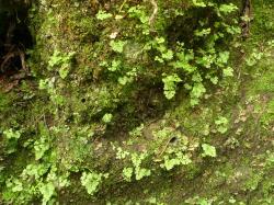 Anogramma leptophylla. Plants growing on steep soil bank.
 Image: L.R. Perrie © Leon Perrie CC BY-NC 3.0 NZ